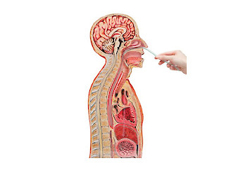 3B Scientific - Human Anatomy (general) - 人體結構模型