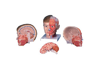 3B Scientific - Human Anatomy (general) - 人體結構模型
