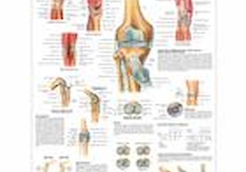 3B Scientific - Human Anatomy (general) - 人體結構模型