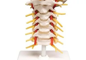 3B Scientific - 人體解剖模型