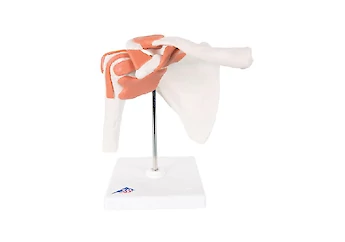 Medical Education