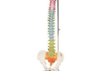 Medical Education