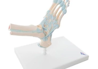 3B Scientific - 人體解剖模型