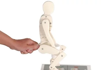 3B Scientific - 人體解剖模型