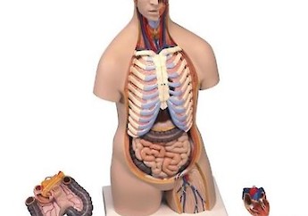 3B Scientific - Human Anatomy (general) - 人體結構模型