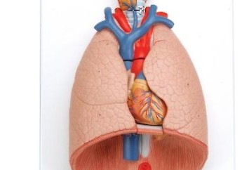 3B Scientific - Human Anatomy (general) - 人體結構模型