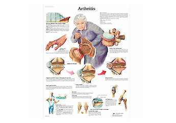 3B Scientific - Human Anatomy (general) - 人體結構模型