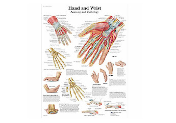 3B Scientific - Human Anatomy (general) - 人體結構模型