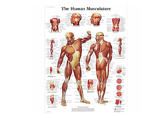 3B Scientific - Human Anatomy (general) - 人體結構模型