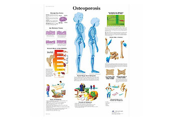 3B Scientific - Human Anatomy (general)