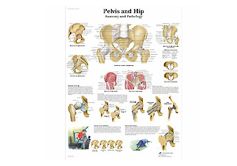 3B Scientific - Human Anatomy (general) - 人體結構模型