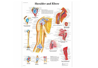 3B Scientific - Human Anatomy (general) - 人體結構模型