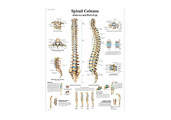 3B Scientific - Human Anatomy (general) - 人體結構模型