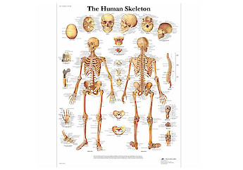 3B Scientific - Human Anatomy (general) - 人體結構模型