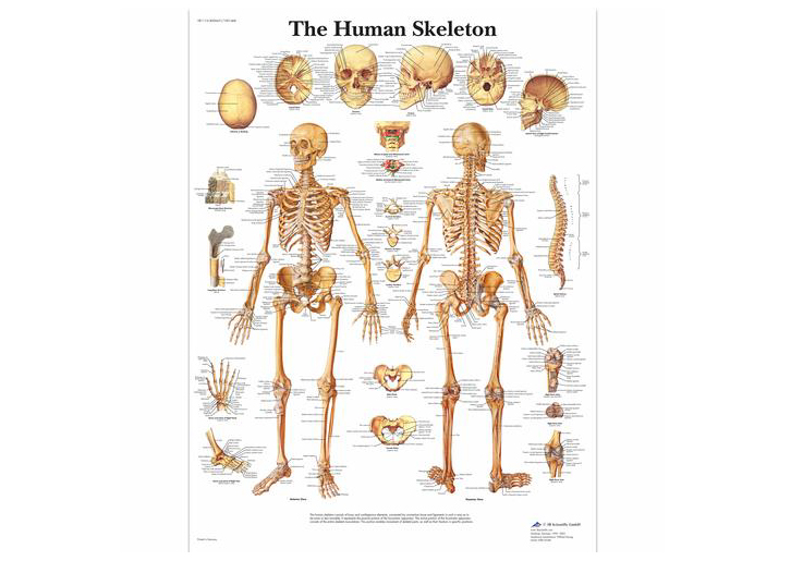 Cual es el hueso más pequeño del cuerpo humano