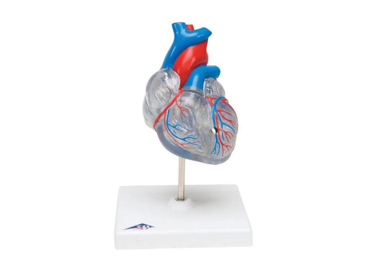 Healthlink Holdings Limited :: Classic Heart with Conducting System, 2 part