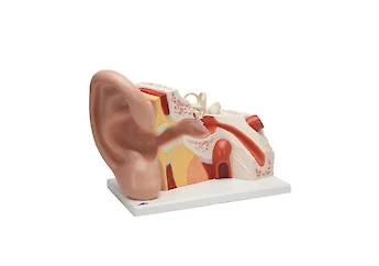 3B Scientific - 人體解剖模型