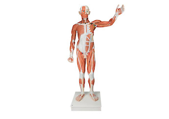 3B Scientific - Human Anatomy (general)